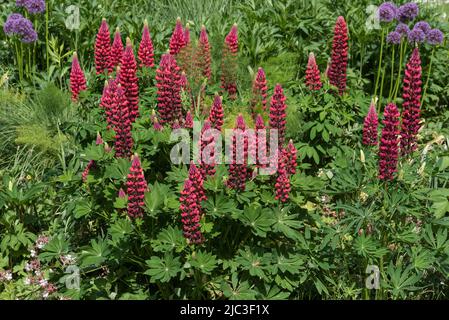 Blütenspitzen roter Lupine, auch bekannt als Lupinen oder Lupinus. Eine Staude, die Bienen und Schmetterlinge anzieht. Stockfoto