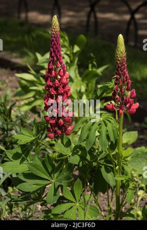 Blütenspitzen roter Lupine, auch bekannt als Lupinen oder Lupinus. Eine Staude, die Bienen und Schmetterlinge anzieht. Stockfoto