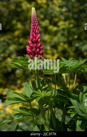 Blütenspitzen roter Lupine, auch bekannt als Lupinen oder Lupinus. Eine Staude, die Bienen und Schmetterlinge anzieht. Stockfoto