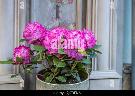 Der immergrüne Rhododendron Hybrid Haaga hat seine leuchtend rosa Blüten im Steintopf vollständig geöffnet. Hintergrundbild Stockfoto