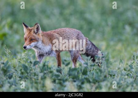 Beobachten eines Rotfuchses bei der Jagd auf einer Wiese mit wilden Blumen an einem Spätsommerabend. Stockfoto