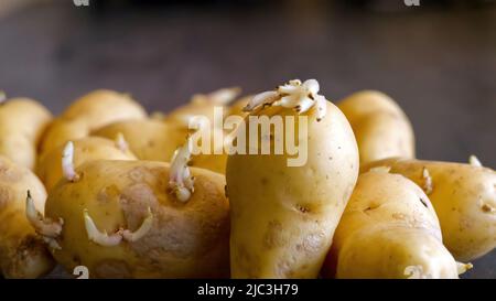 Gekeimte Kartoffeln. Makroaufnahme von Saatkartoffeln mit Sprossen. Wurzelpflanzen zum Pflanzen. Landwirtschaft und Landwirtschaft. Stockfoto