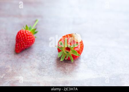 Schnecke auf einer roten reifen Erdbeere. Insektenschädlinge, Beere Pflanzenschutz. Stockfoto