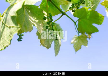 Traubenblätter mit blühenden Quasten junger Trauben vor blauem Himmel. Stockfoto