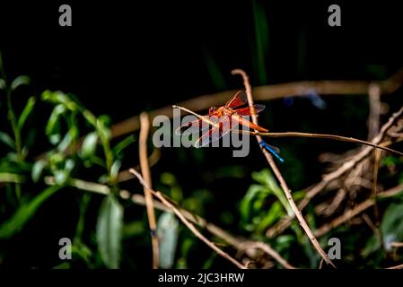 Rote Libelle und blaue Libelle an den Darwin Falls friedliche Oase im Death Valley National Park, die auf Zweigen mit grünen Blättern im Hintergrund ruht. Stockfoto