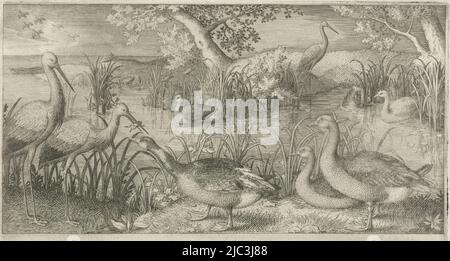 Verschiedene Wasservögel in der Nähe eines Teiches. Links zwei stehende Störche, einer mit einem Frosch im Schnabel. Rechts eine Reihe von Enten. In der Ferne ist ein Jäger mit einem Gewehr bereit zu schießen. Der Druck ist Teil einer vierzehnteiligen Serie mit Darstellungen von Vögeln in Landschaften, Wasservögeln an einem Teich, Vögeln in Landschaften (Serientitel)., Druckerei: Jan van Londerseel, 1580 - 1625, Papier, Gravur, H 119 mm × B 216 mm Stockfoto