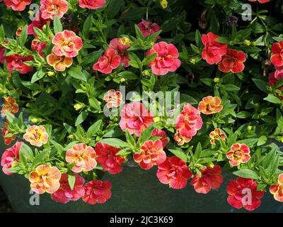 Schöne orange, gelbe und rote Blüten einer Petunie in einem Blumentopf in einem Garten in Ottawa, Ontario, Kanada. Stockfoto