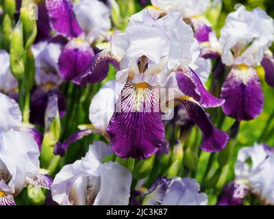 Fantastische lila und weiße bärtige Iris in einem Frühlingsgarten in Ottawa, Ontario, Kanada. Stockfoto