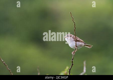Ein kürzlich flügges Sperling-Küken (Passer domesticus) ruht in einem Heckenstamm in der Nähe von Bossington in Somerset Stockfoto