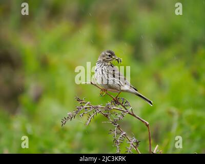 Wiesenpipit, Anthus pratensis, Einzelvögel am Ast, Wales, Juni 2022 Stockfoto