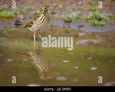 Wiesenpipit, Anthus pratensis, Einzelvögel im Wasser, Wales, Juni 2022 Stockfoto