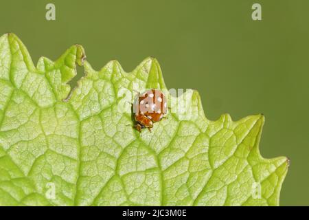 Marienkäfer (Calvia quatuordecimguttata) auf einem Blatt. Familie Coccinelli. Holländischer Garten. Juni, Niederlande. Stockfoto