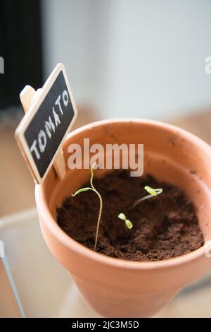 Kleine Tomatensprossen wachsen in einem Tontopf. Gekeimte Samen. Innen Stockfoto