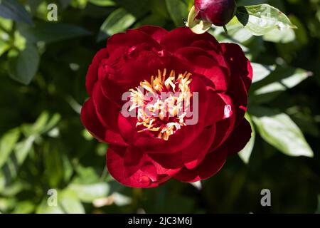 Paeonia Buckeye Belle blüht im Garten. Paeonia lactiflora Chinesische Pfingstrose oder gemeinsame GartenPfingstrose Stockfoto