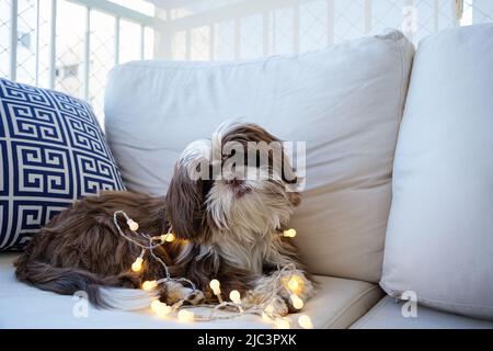 Shih tzu liegt auf dem Sofa mit kleinen dekorativen Leuchten darauf. Stockfoto