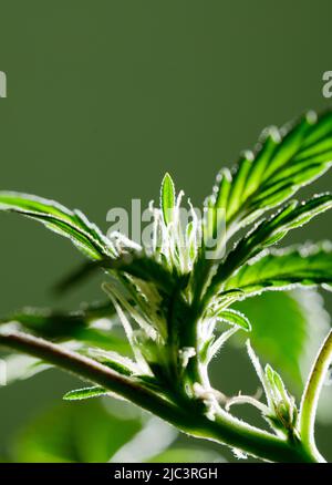 Makro-Foto von isolierten Marihuana Blume mit grünem Hintergrund. Stockfoto