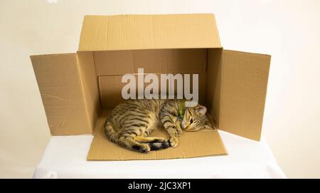 Niedliches Kätzchen, das in einem Karton spielt Stockfoto
