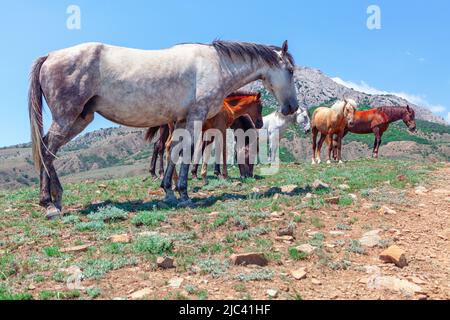 Herde von Wildpferden in den Bergen. Pferde in verschiedenen Farben Stockfoto