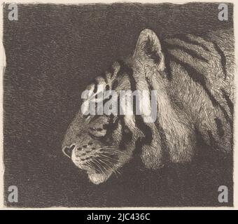 Tiger Kopf, Druckerei: August Le Gras, 1874 - 1886, Papier, Radierung, H 161 mm × B 212 mm Stockfoto