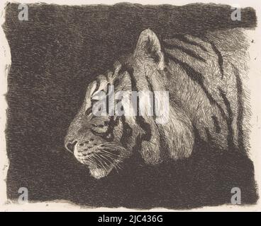 Tiger Kopf, Druckerei: August Le Gras, 1874 - 1886, Papier, Radierung, H 161 mm × B 208 mm Stockfoto