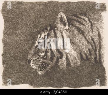 Tiger Kopf, Druckerei: August Le Gras, 1874 - 1886, Papier, Radierung, H 161 mm × B 210 mm Stockfoto