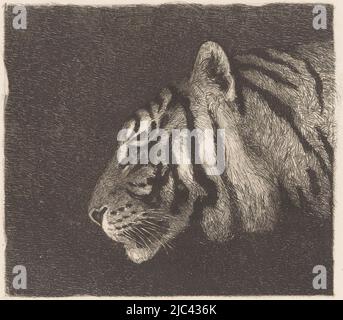 Tiger Kopf, Druckerei: August Le Gras, 1874 - 1886, Papier, Radierung, H 161 mm × B 206 mm Stockfoto