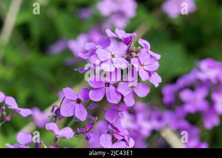 Lunaria annua, jährliche Ehrlichkeit blüht in der Wiese Nahaufnahme selektiver Fokus Stockfoto