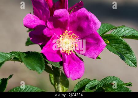 Rosa rugosa, japanische Rose magenta Blume Nahaufnahme selektiver Fokus Stockfoto