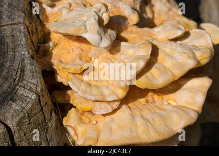 Laetiporus sulfureus, Schwefel Shelf orange Bracket Pilz auf Baum closeup selektiver Fokus Stockfoto
