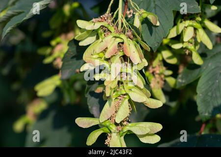 Acer pseudoplatanus, Platane Früchte und Blätter Nahaufnahme selektiver Fokus Stockfoto