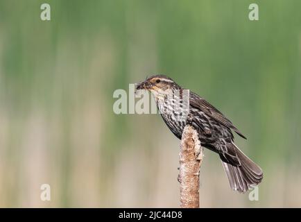 Nahaufnahme eines weiblichen Rotflüglervögels auf einem Rohrschwanz mit einem Schnabel voller Insekten Stockfoto