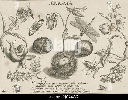 Druck aus einer Serie von 48 Abzügen, aufgeteilt in vier separate Teile zu je zwölf Abzügen. Unten rechts angegeben: [Teil] 3. Oben und unten ein lateinischer Text, Tiere und Blumen rund um Kastanien Insekten, Blumen und Früchte (Serientitel) Archetypa studiaque patris Georgii HoefnageliI (Serientitel), Druckerei: Jacob Hoefnagel, Joris Hoefnagel, Verlag: Christoph Weigel, (möglicherweise), Druckerei: Frankfurt, Verlag: Neurenberg, 1592 und/oder 1693 - 1726, Papier, Gravur, H 154 mm × B 211 mm Stockfoto