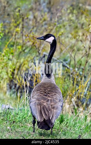Eine Rückansicht einer wilden Canada Goose (Branta canadensis), die auf einer grasbewachsenen Fläche steht und wegschaut. Stockfoto