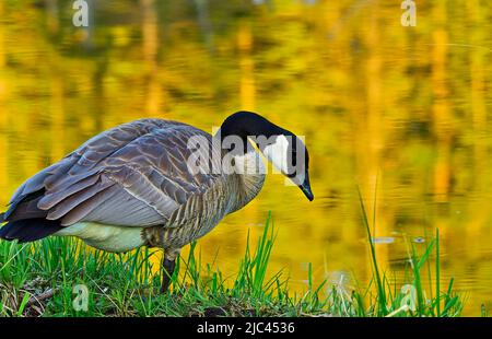 Eine wild ausgewachsene Canada Goose (Branta canadensis), die allein das Ufer eines Biberteiches im ländlichen Alberta Canada auf Nahrungssuche macht Stockfoto