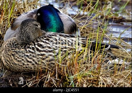 Ein männlicher und weiblicher Stockenten duckt „Anas platyrhynchos“; er schläft auf einem grasbewachsenen Teil eines Sumpfes im ländlichen Alberta, Kanada Stockfoto
