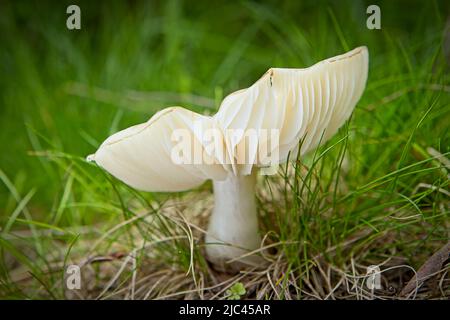 Nahaufnahme eines weißen Täubling-Pilzes auf dem Waldboden in Nord-Idaho. Stockfoto