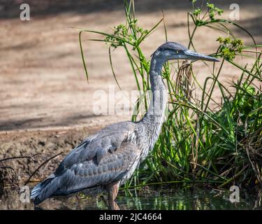 Ein großer Blaureiher (Ardea herodias) steht am Ufer des Peanut Lake im Ernest E. Debs Regional Park, Los Angeles, CA. Stockfoto