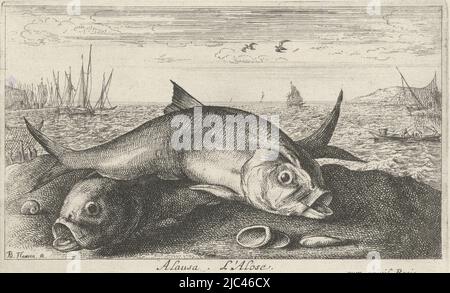 Zwei Mayfish am Strand von Alausa. L'Alose (Titel auf Objekt) Fische und andere Meerestiere - Salzwasser zweite Serie (Serientitel) Poissons de mer (Serientitel), Druckerei: Albert Flamen, (auf Objekt erwähnt), Albert Flamen, Verlag: Jacques van Merlen, Druckerei: Paris, Paris, Verlag: Paris, Frankreich, 1664, Papier, Radierung, H 109 mm × B 172 mm Stockfoto