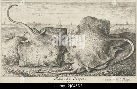 Drei Strahlen auf dem Strand Raja. La Raye. (Titel auf Objekt) Fische und andere Meerestiere - Salzwasser zweite Serie (Serientitel) Poissons de mer (Serientitel), Druckerei: Albert Flamen, (auf Objekt erwähnt), Albert Flamen, Verlag: Jacques van Merlen, Druckerei: Paris, Paris, Verlag: Paris, Frankreich, 1664, Papier, Radierung, H 104 mm × B 173 mm Stockfoto