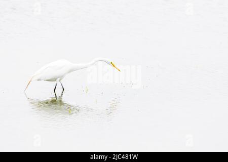 Große Reiher warten auf Beute im Wasser Stockfoto