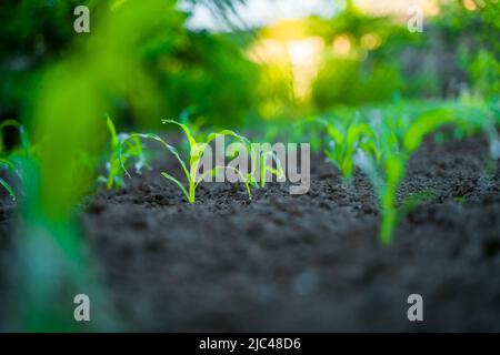 Morgenstrahlen der Sonne auf einem Bett mit wachsendem jungen Mais. Gartenbett mit jungen Maiskeimen, Dämmerungsbeleuchtung Stockfoto