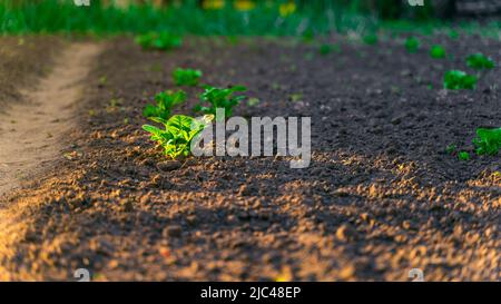Morgenstrahlen der Sonne auf einem Bett mit wachsenden jungen Kartoffeln. Gartenbett mit jungen Kartoffelsprossen, Beleuchtung im Morgengrauen Stockfoto