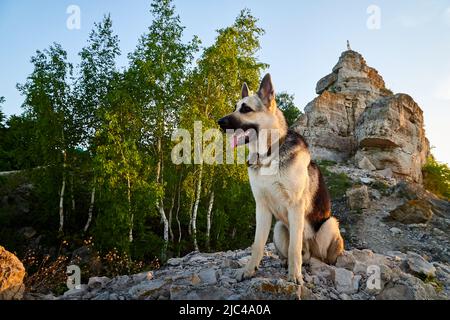 Big Dog Deutscher Schäferhund in einem sonnigen Sommer- oder Herbsttag auf grauen Felsen von Bergen. Russischer Wachhund Eastern European Shepherd in Naturlandschaft Stockfoto