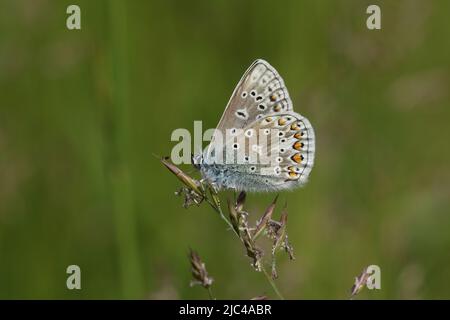 Polyommatus icarus, ein atemberaubender, neu auftauchender Rüde des Blauen Schmetterlings, der im Frühling auf einer Wiese auf Grassamen stöhnt. Stockfoto