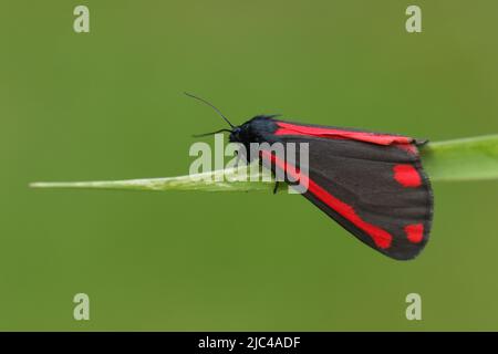 Eine Cinnabar Moth, Tyria jacobaeae, die auf einem Grashalm auf einer Wiese ruht. Stockfoto