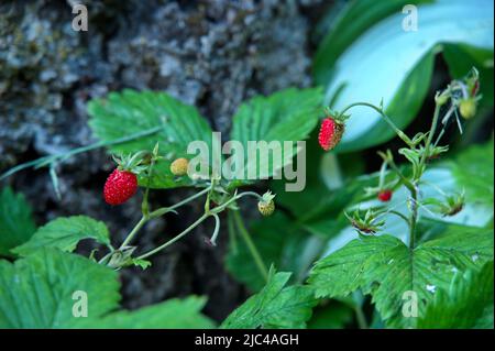 Wilde Erdbeeren im Garten Stockfoto