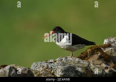 Ein wunderschöner Austernfischer, Haematopus ostralegus, der während der Brutsaison in den Mooren von Durham, Großbritannien, auf einer Steinmauer steht. Stockfoto