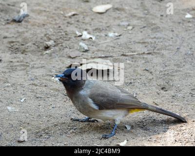 Wilder Vogel mit Brot, das von einem Picknicktisch in einem Park gequetscht wird Stockfoto