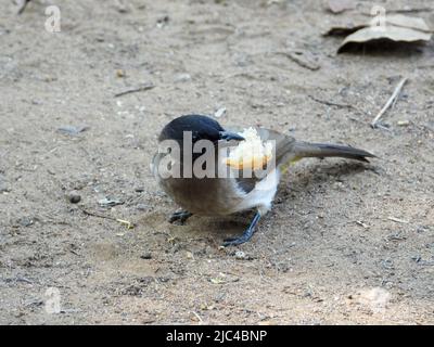 Wilder Vogel mit Brot, das von einem Picknicktisch in einem Park gequetscht wird Stockfoto