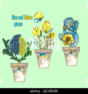 Set von blauen und gelben Pflanzen in Töpfen mit ukrainischen Symbolen, Kaktus, Tulpen, bunten Blumen, unterstützen Ukraine Stockfoto